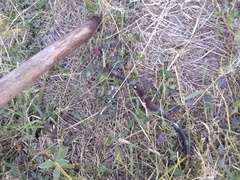 Pseudoleptodeira latifasciata