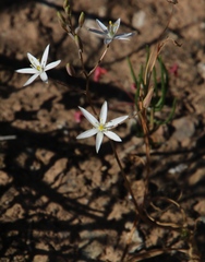 Ornithogalum hispidum