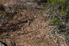 Ornithogalum hispidum