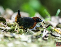 Formicarius rufipectus