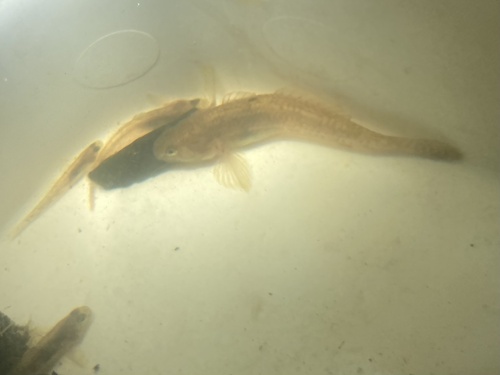 Bluespot goby (Pseudogobius olorum) — Gobiidae