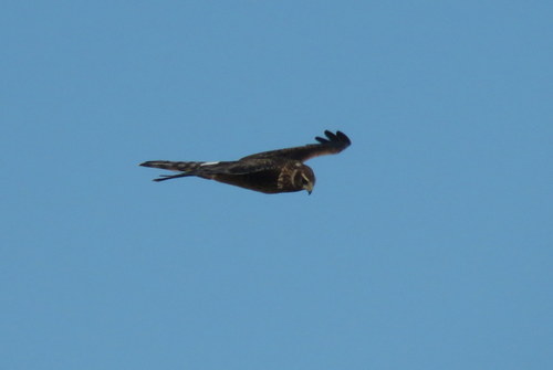 Circus cinereus