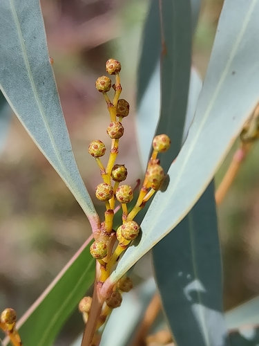 Image of Acacia rubida by (c) Tony van Kampen, some rights reserved (CC BY)
