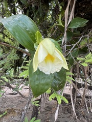 Sobralia macrophylla image