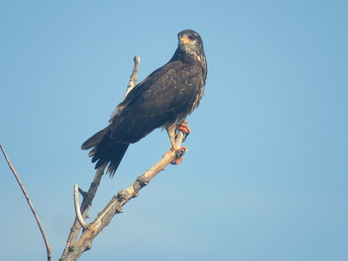 Rostrhamus sociabilis