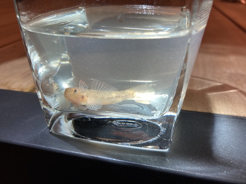 Bluespot goby (Pseudogobius olorum) — Gobiidae — 3