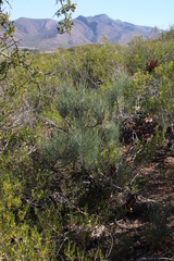 Anginon swellendamense