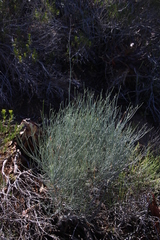 Anginon swellendamense