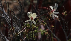 Pelargonium trifidum