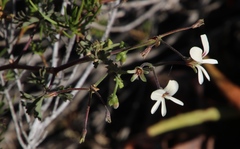 Pelargonium trifidum