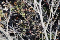 Pelargonium trifidum