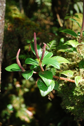 Peperomia obovatilimba observed 2009-05-12