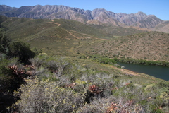 Manochlamys albicans