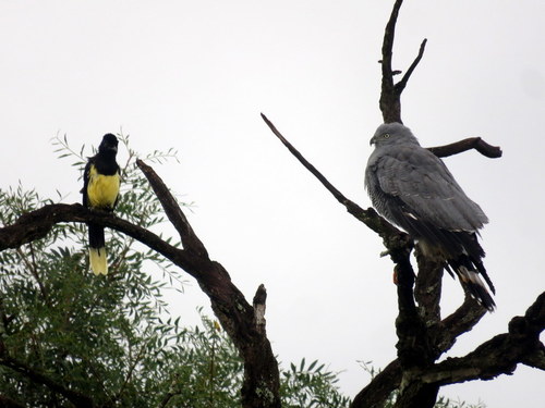 Geranospiza caerulescens