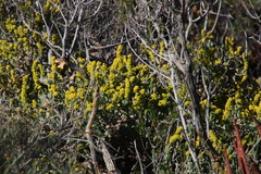 Manochlamys albicans