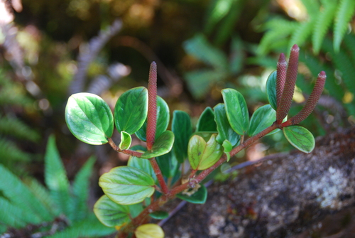 Peperomia obovatilimba observed 2013-08-21