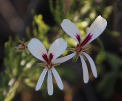 Pelargonium trifidum