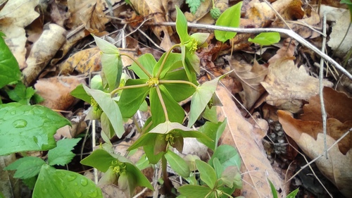 Euphorbia sieboldiana iNat (3)