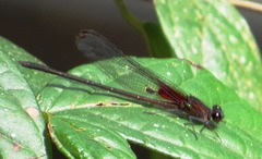 Hetaerina cruentata