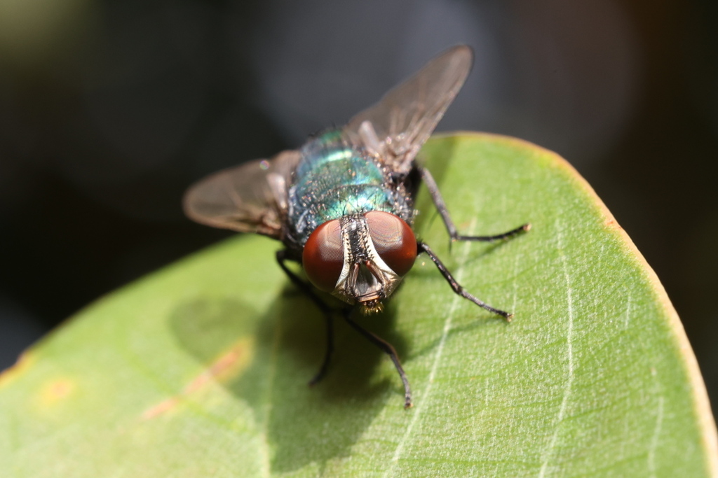 Common European Greenbottle Fly from Tai Mo Shan, Hong Kong on April 28 ...