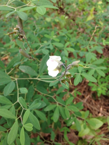Image of Baptisia albescens by no rights reserved