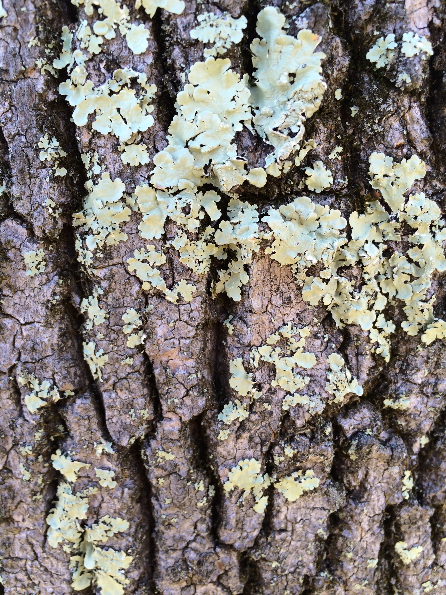 Flavoparmelia caperata image