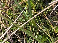 Lysimachia tenella