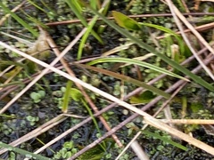 Lysimachia tenella, photograph James Clow, CC0, iNaturalist via GBIF