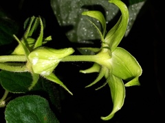 Gonolobus uniflorus
