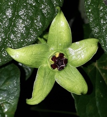 Gonolobus uniflorus