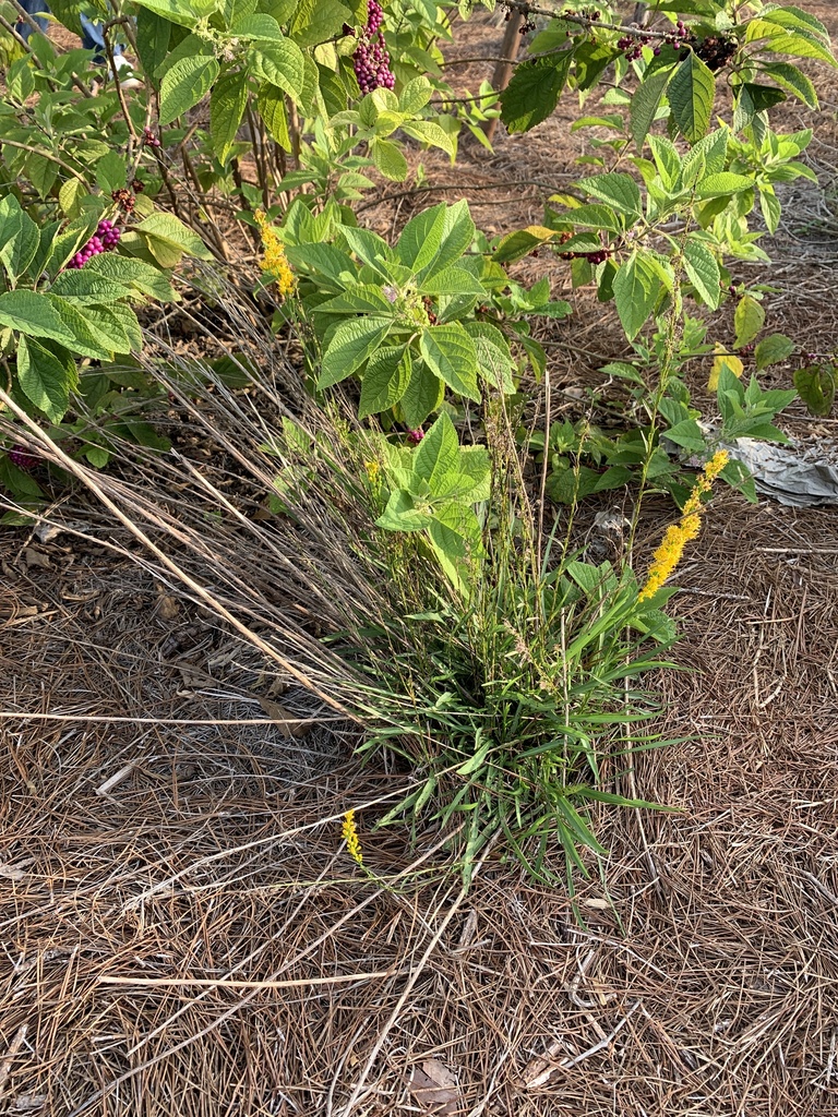 goldenrods from SW 80th St, Miami, FL, US on April 28, 2023 at 0812 AM
