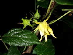 Gonolobus uniflorus