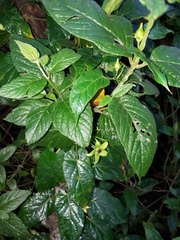 Gonolobus uniflorus