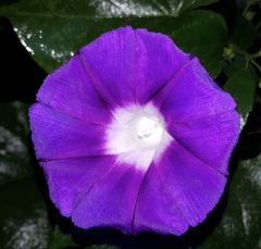 Ipomoea orizabensis orizabensis