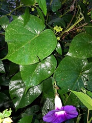 Ipomoea orizabensis orizabensis