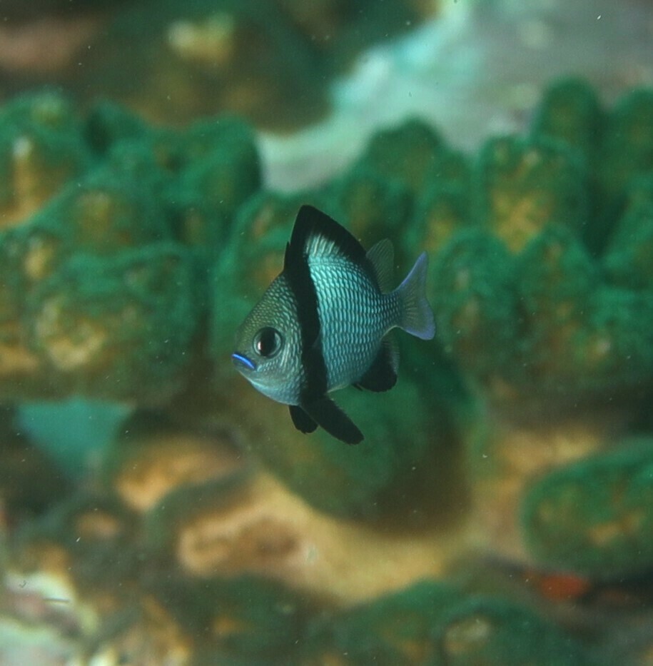 Reticulated Damselfish from Northern Beaches Council, NSW, Australia on