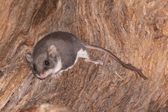 Feather-Tailed Glider photo 2