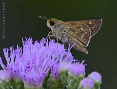 Hesperia attalus slossonae