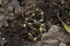 Leptodeira polysticta