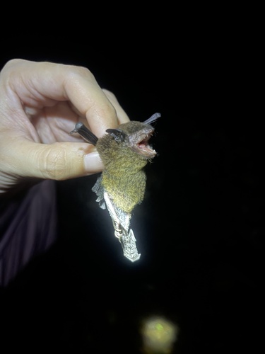 Myotis adversus observed 2023-04-28