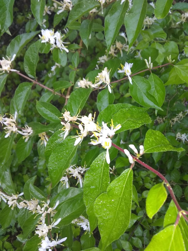 Amur honeysuckle from New Cut Southland, Louisville, KY 40214, USA on