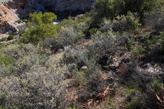 Anginon swellendamense