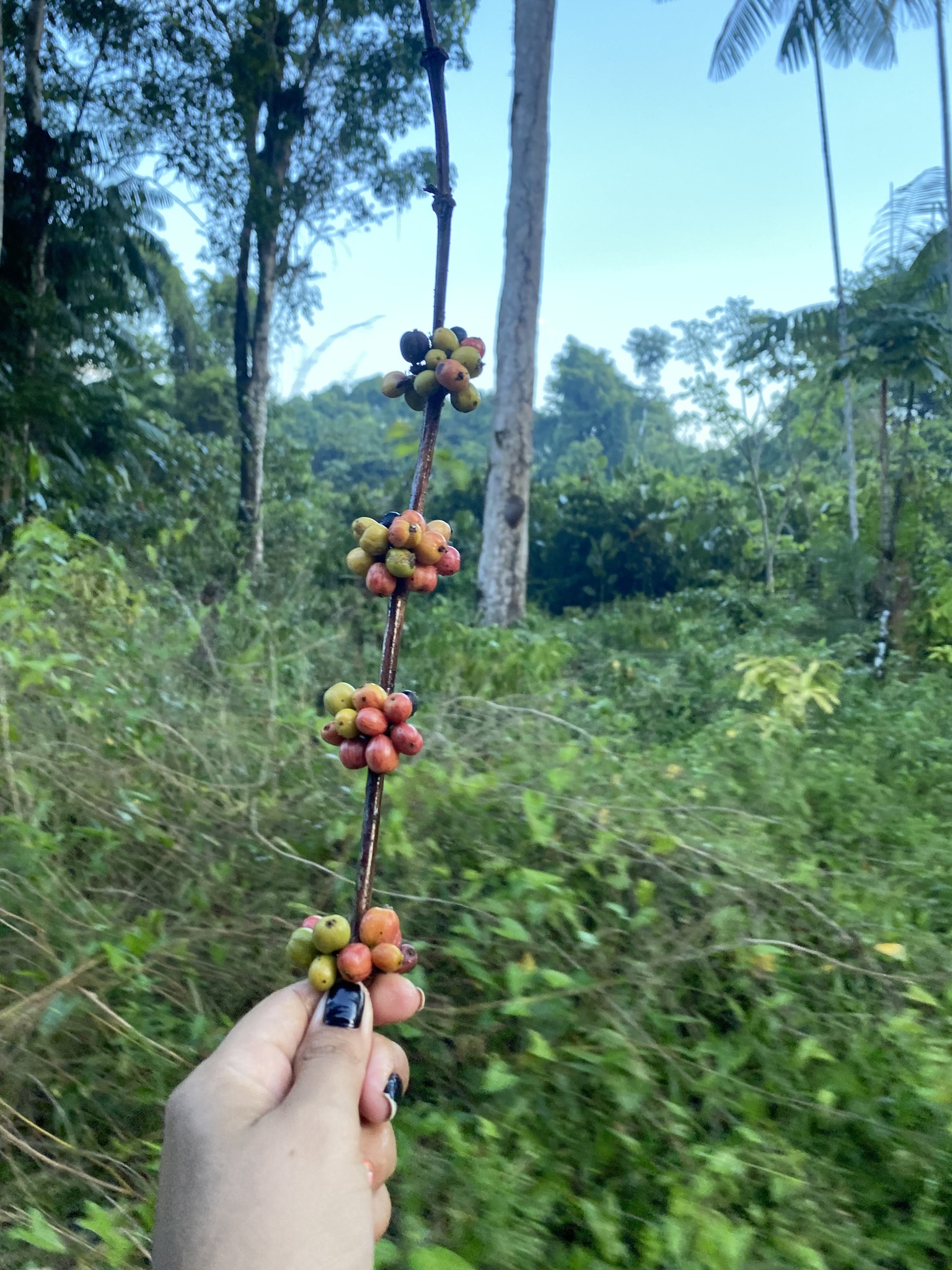 Coffea arabica