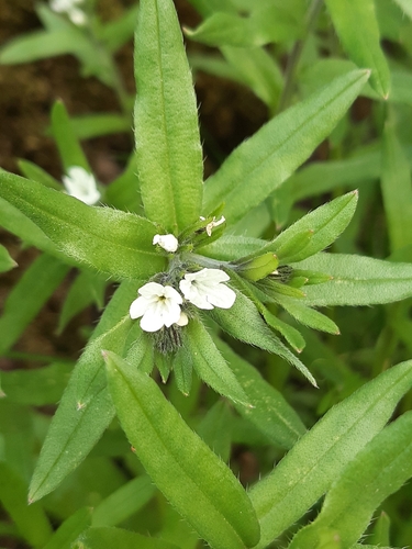 Lithospermum arvense iNat (1)