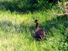 Rhynchotus rufescens