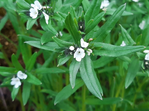 corn gromwell