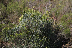 Manochlamys albicans