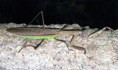 Tenodera sinensis