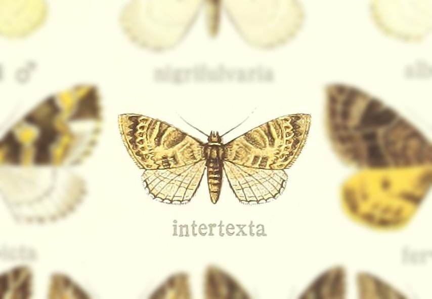 Electrophaes intertexta