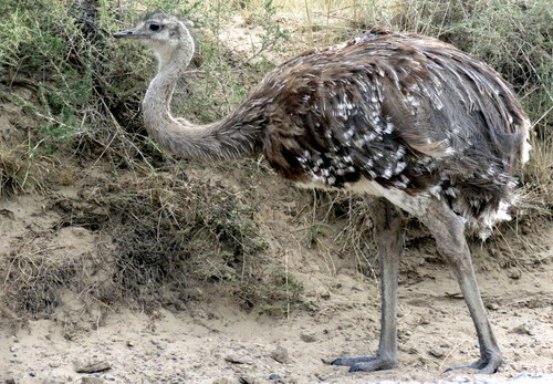 Rhea pennata
